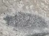 2773b1c31c8f42c5877842e2106cd6e7